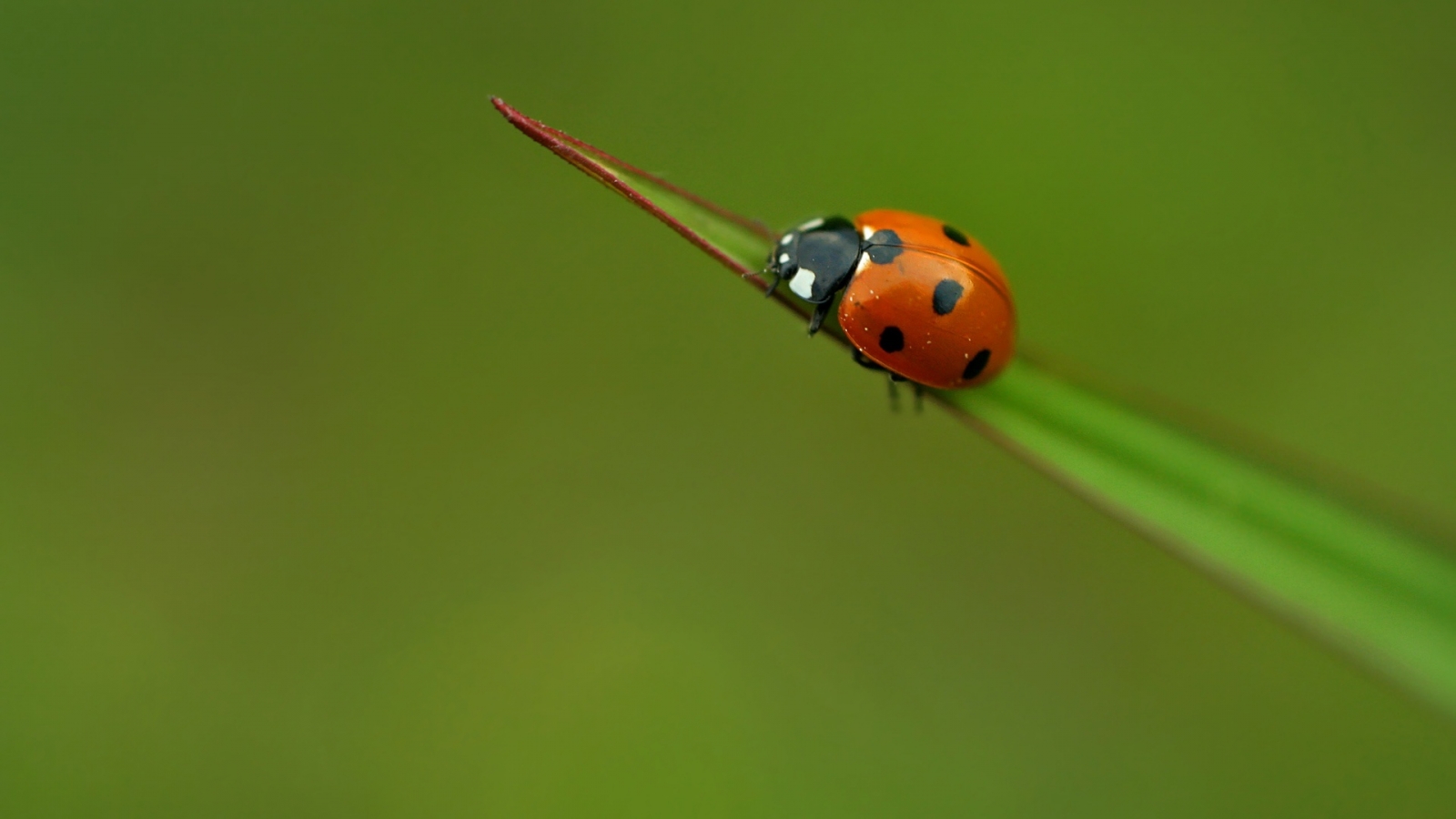 Lady bug for 1600 x 900 HDTV resolution