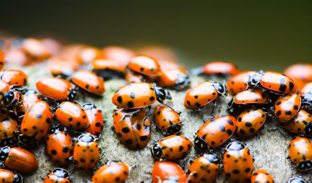 Lady bugs for 1024 x 600 widescreen resolution