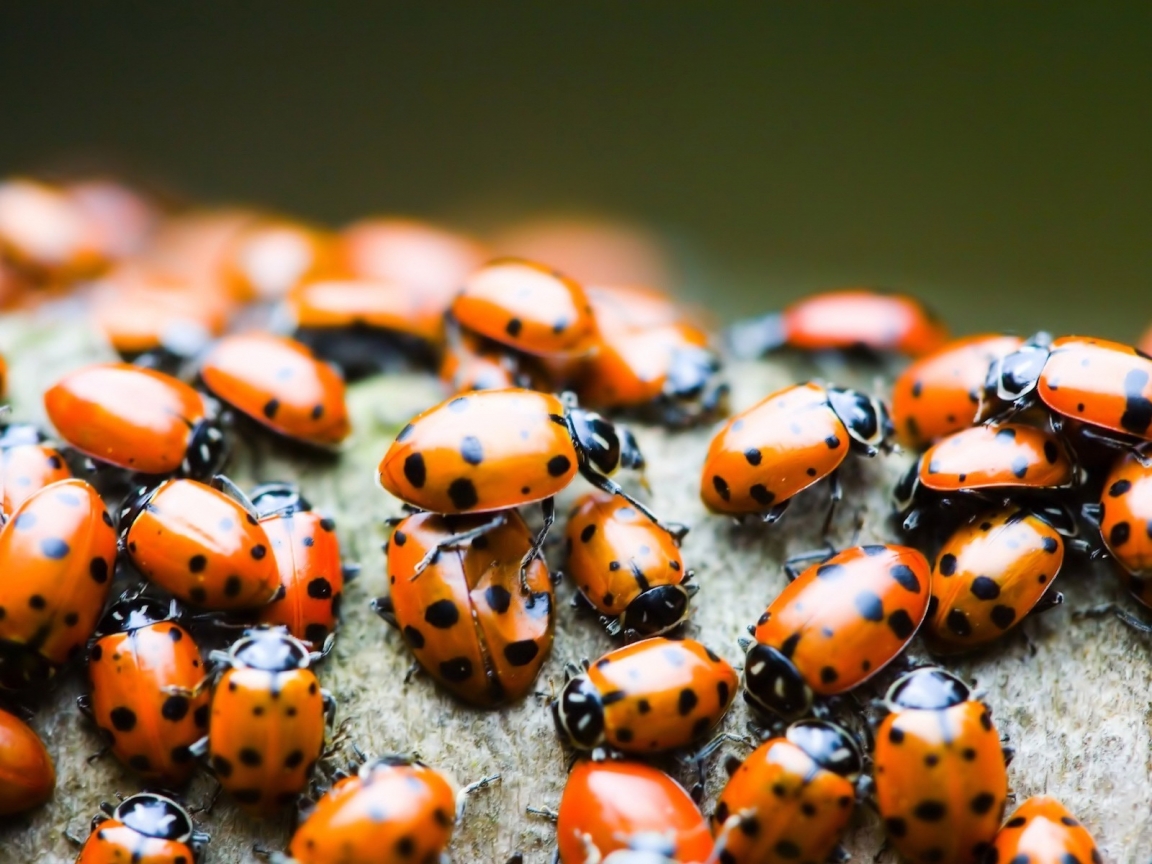 Lady bugs for 1152 x 864 resolution