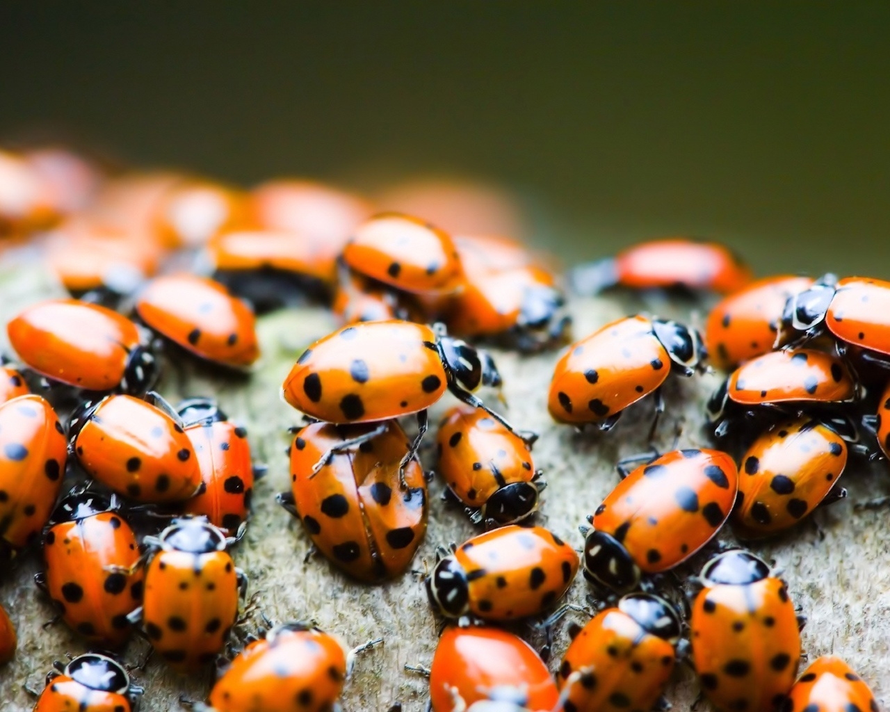Lady bugs for 1280 x 1024 resolution