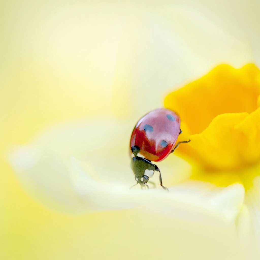 Ladybird on a Yellow Daffodil Flower  for 1024 x 1024 iPad resolution