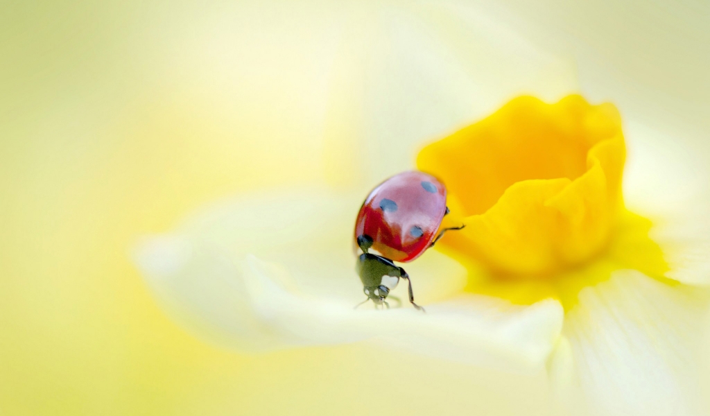 Ladybird on a Yellow Daffodil Flower  for 1024 x 600 widescreen resolution