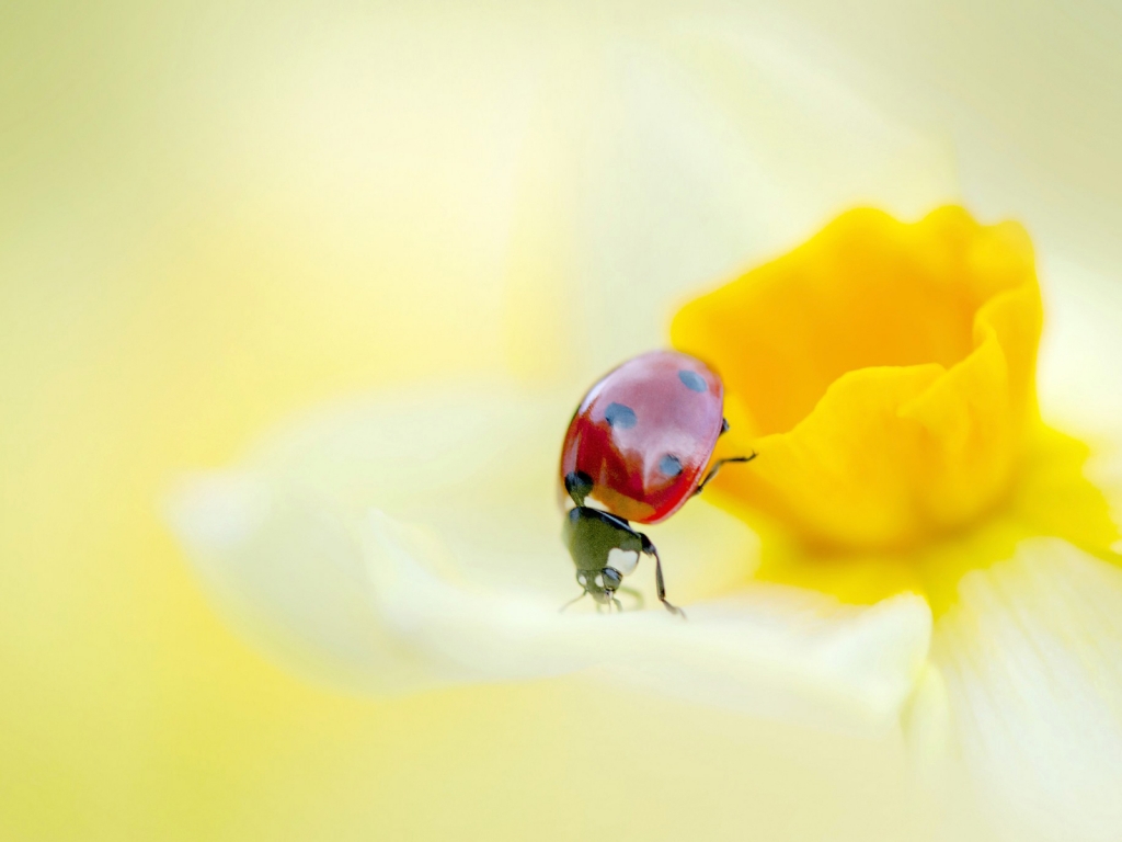 Ladybird on a Yellow Daffodil Flower  for 1024 x 768 resolution
