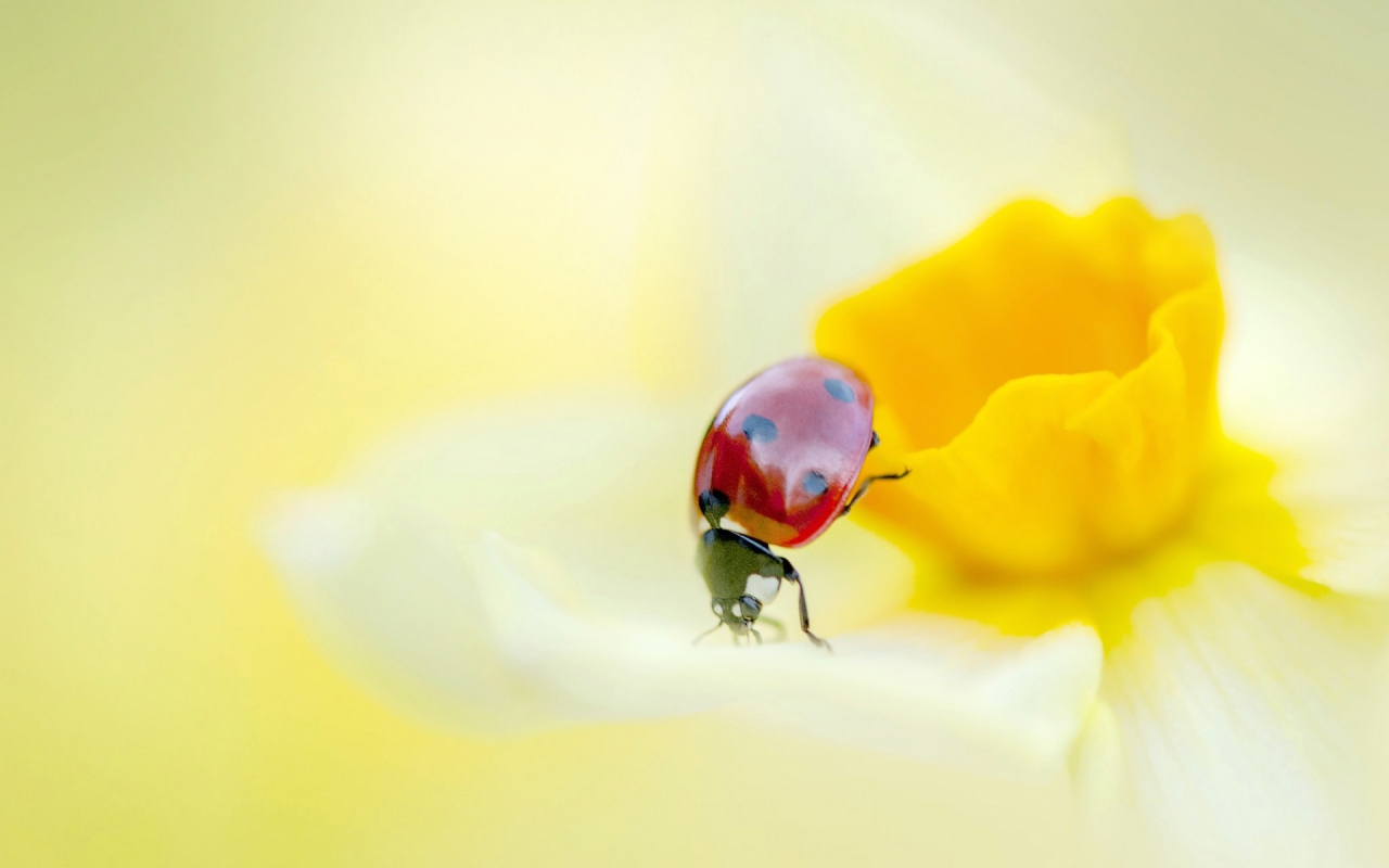 Ladybird on a Yellow Daffodil Flower  for 1280 x 800 widescreen resolution