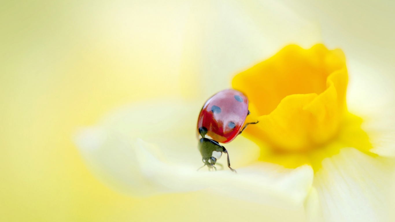 Ladybird on a Yellow Daffodil Flower  for 1366 x 768 HDTV resolution