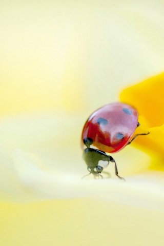 Ladybird on a Yellow Daffodil Flower  for 320 x 480 iPhone resolution