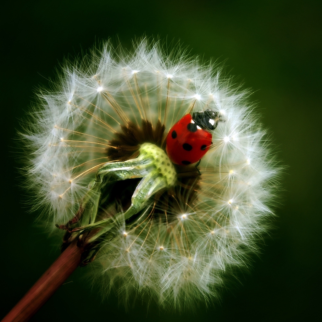 Ladybug for 1024 x 1024 iPad resolution