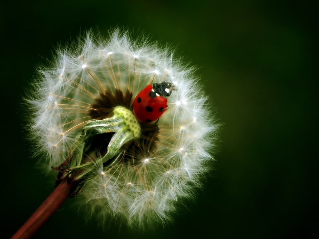 Ladybug for 1024 x 768 resolution