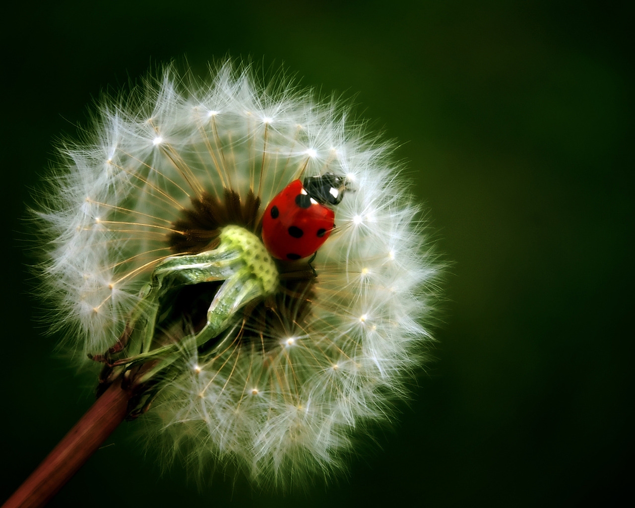 Ladybug for 1280 x 1024 resolution