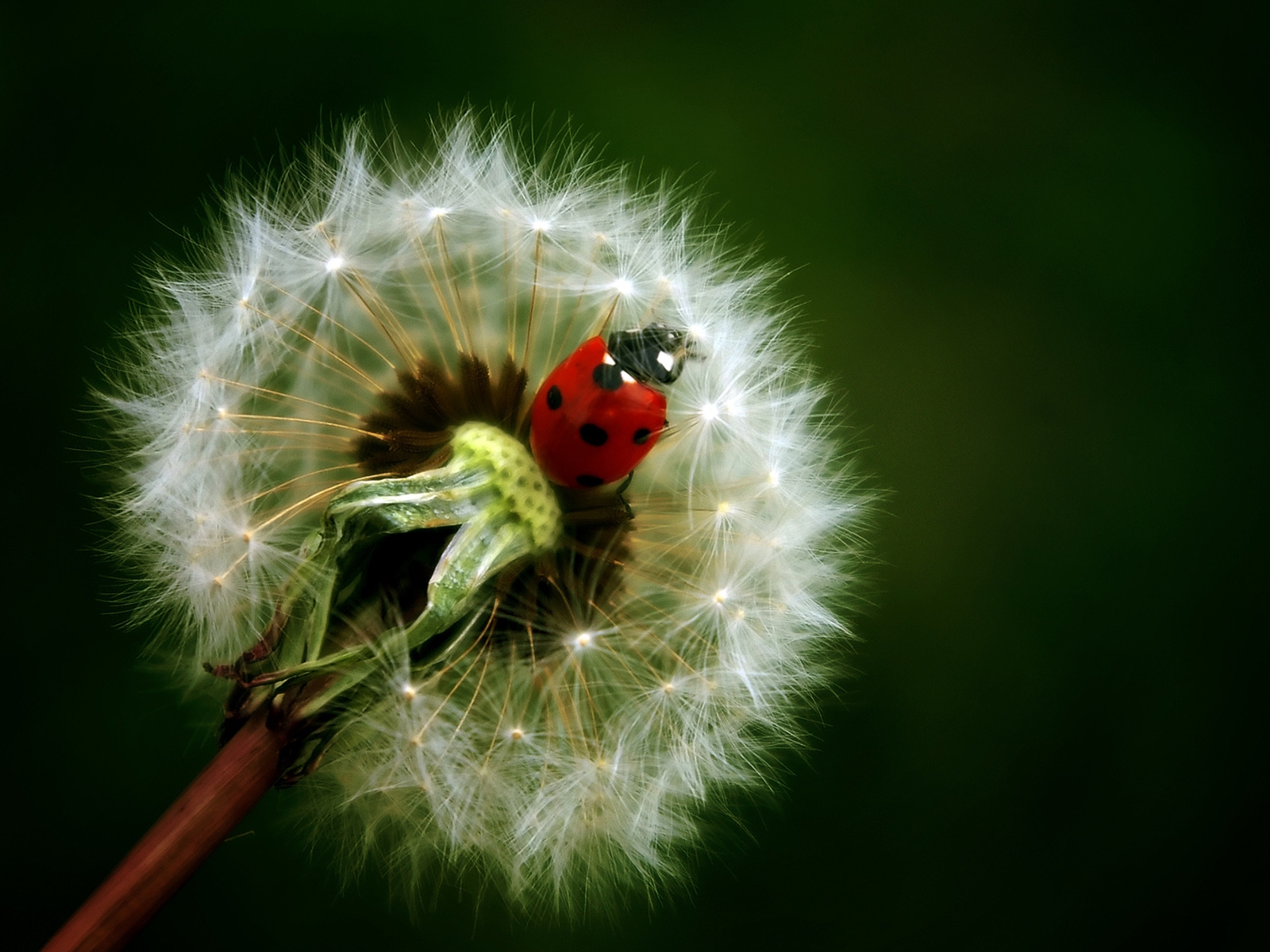 Ladybug for 1600 x 1200 resolution