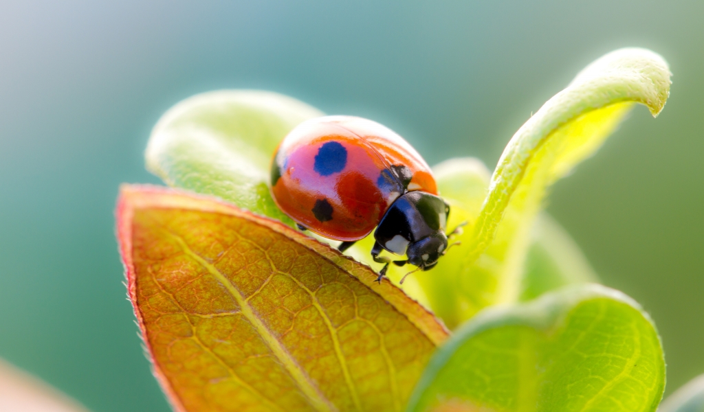 Ladybug Cute for 1024 x 600 widescreen resolution