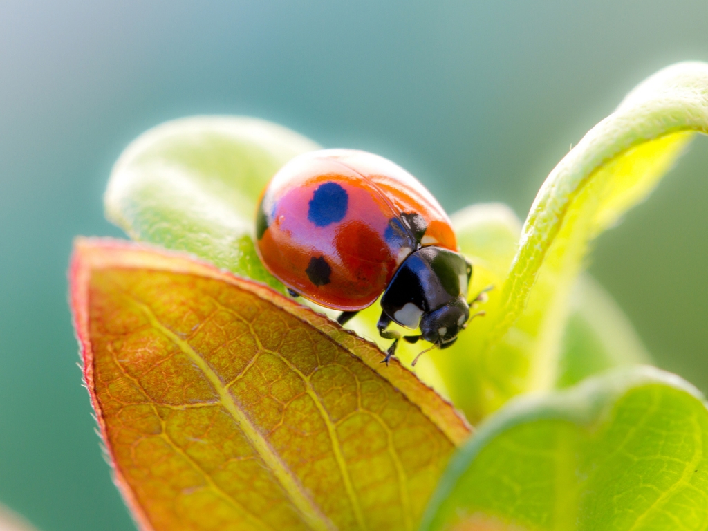 Ladybug Cute for 1024 x 768 resolution
