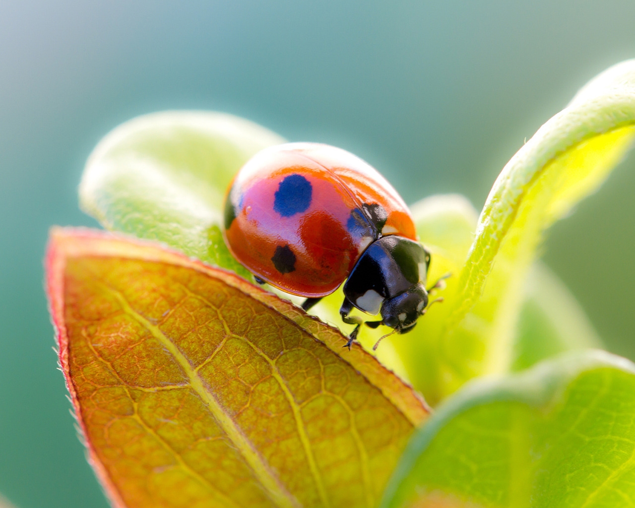 Ladybug Cute for 1280 x 1024 resolution