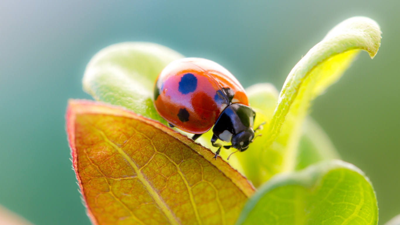 Ladybug Cute for 1366 x 768 HDTV resolution