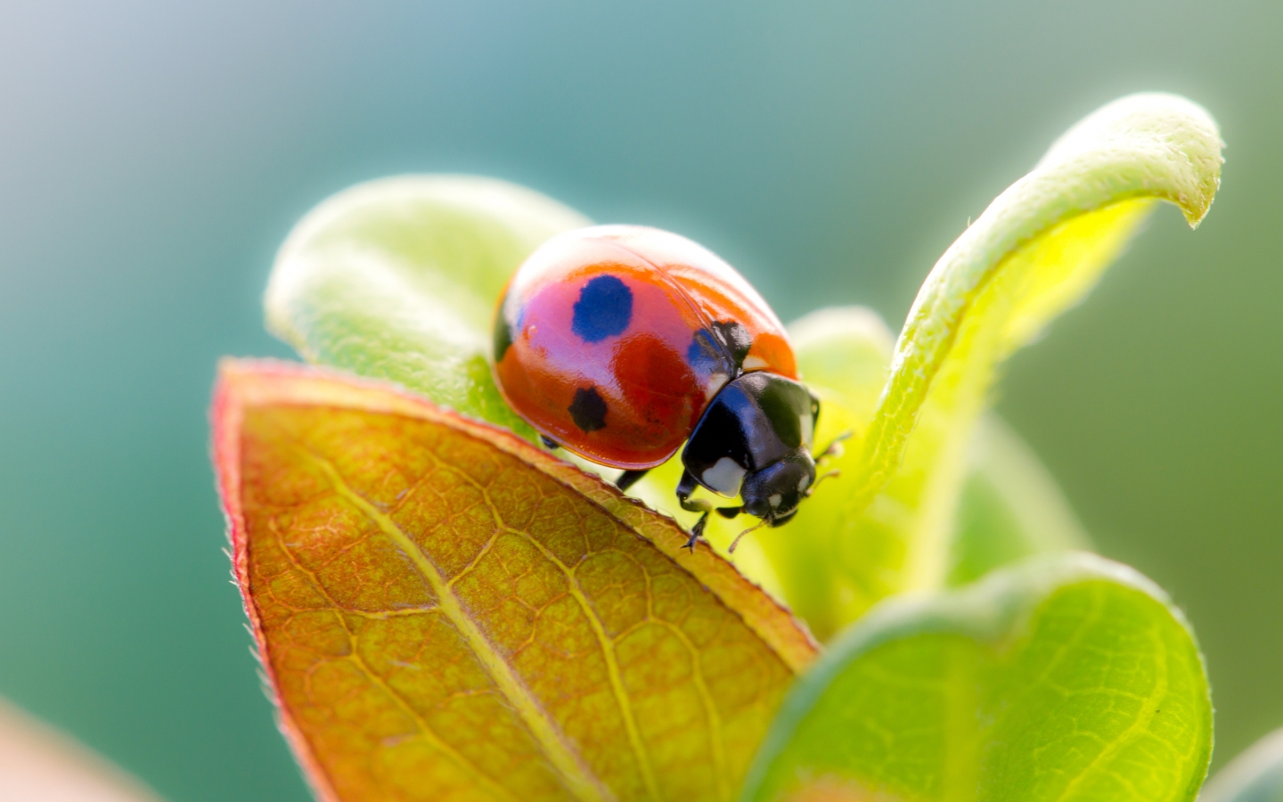Ladybug Cute for 1440 x 900 widescreen resolution
