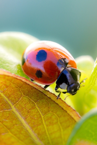 Ladybug Cute for 320 x 480 iPhone resolution
