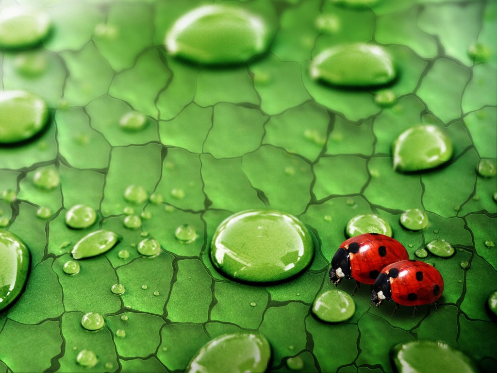 Ladybug In Love for 1024 x 768 resolution