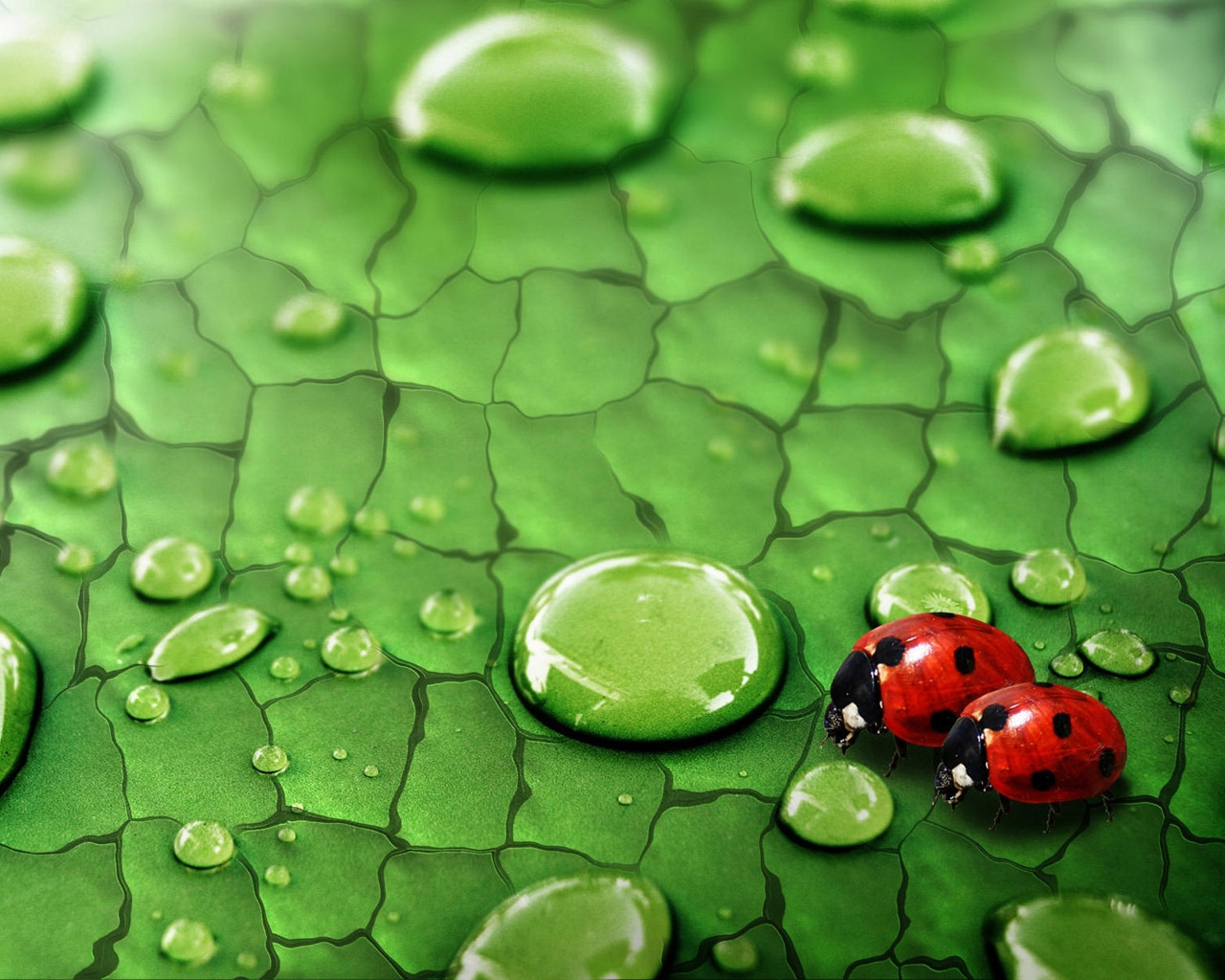 Ladybug In Love for 1280 x 1024 resolution