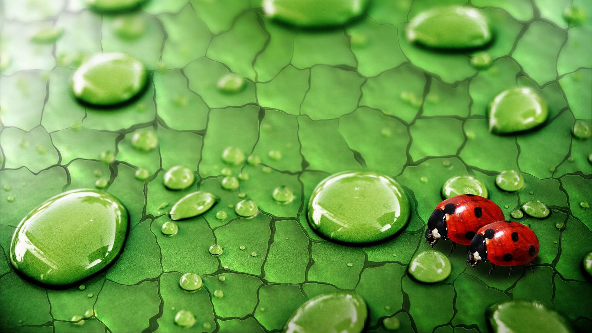 Ladybug In Love for 1920 x 1080 HDTV 1080p resolution