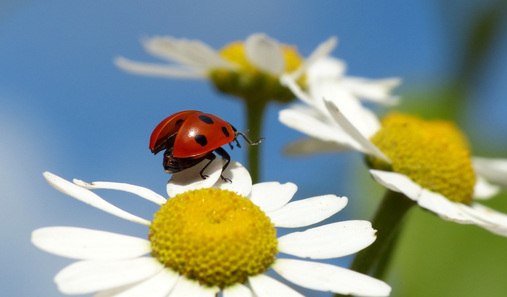 Ladybug on a Chamomile Flower for 1024 x 600 widescreen resolution