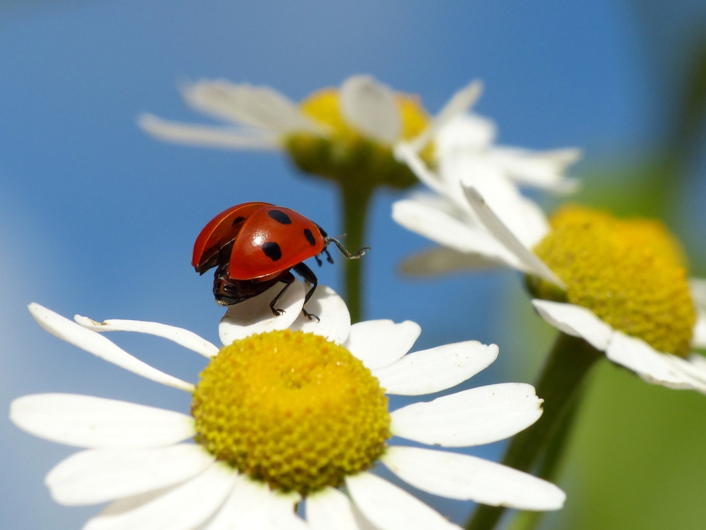 Ladybug on a Chamomile Flower for 1024 x 768 resolution