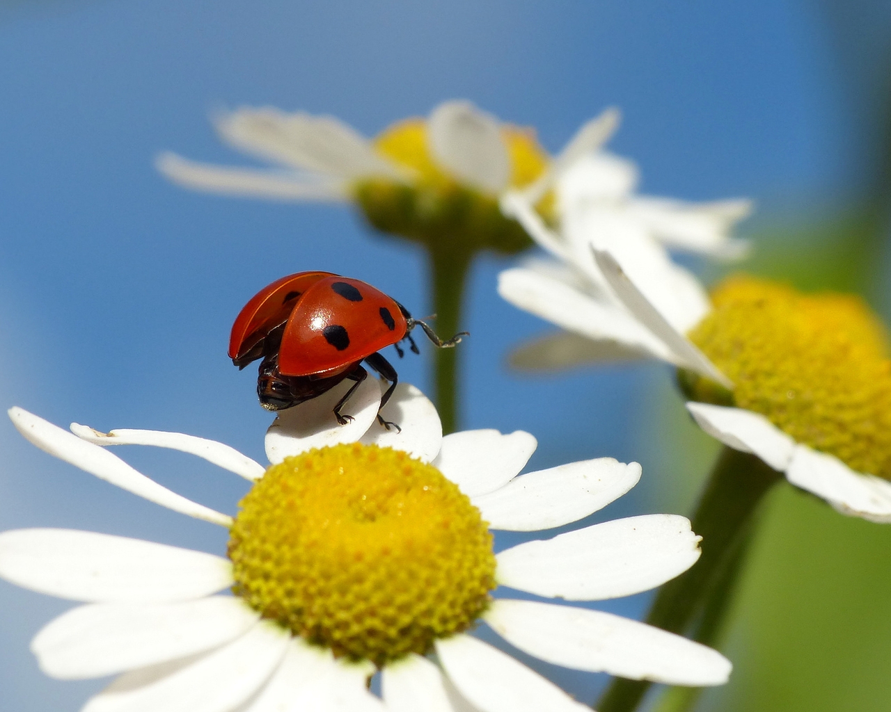 Ladybug on a Chamomile Flower for 1280 x 1024 resolution