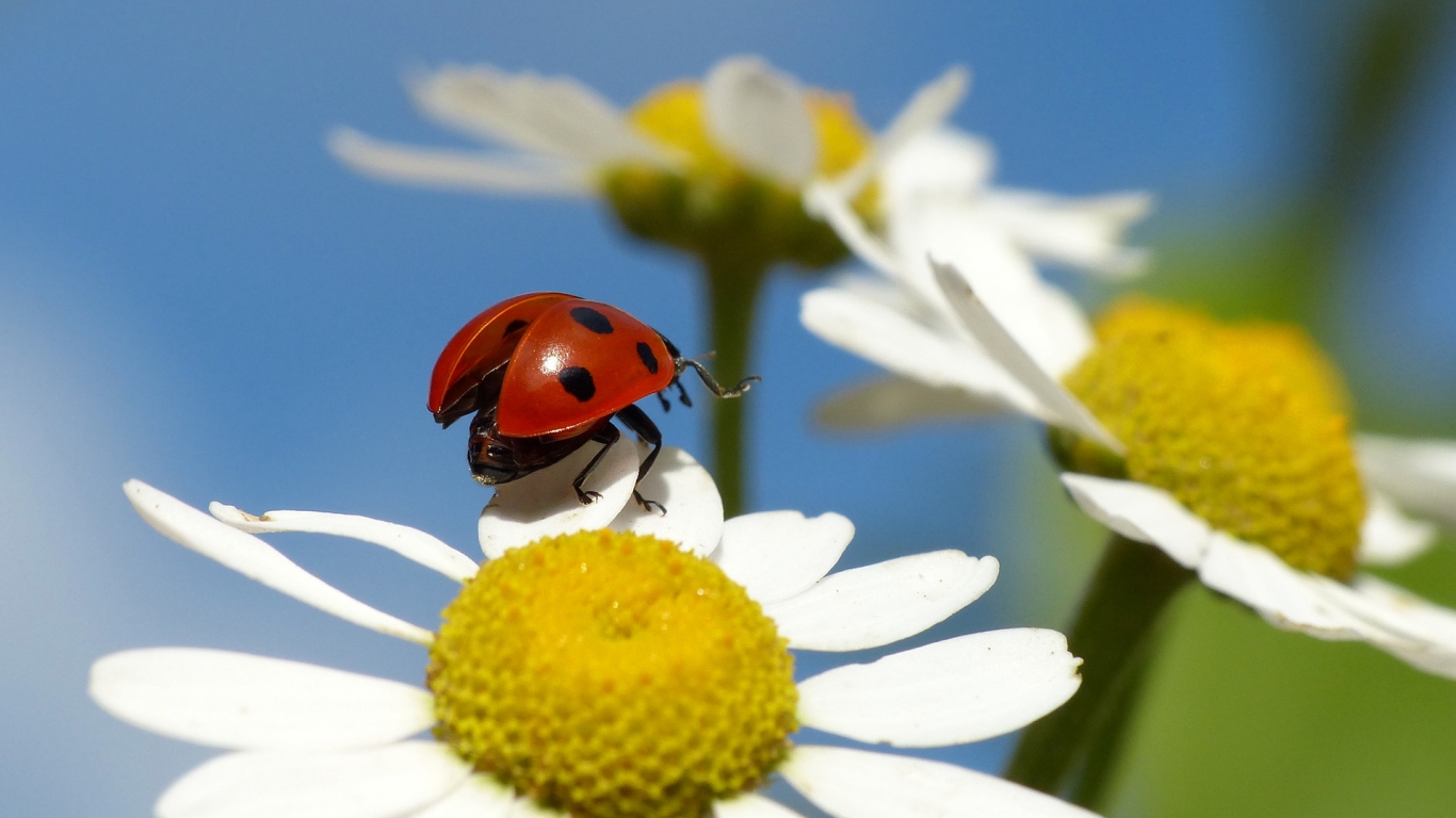 Ladybug on a Chamomile Flower for 1366 x 768 HDTV resolution