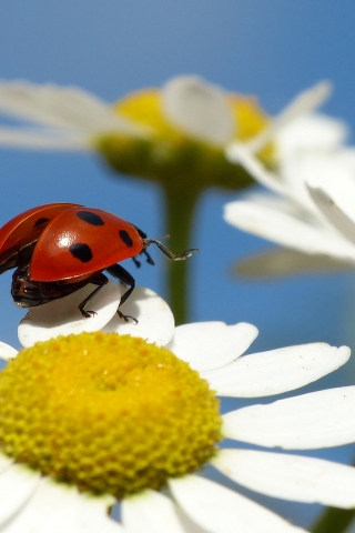 Ladybug on a Chamomile Flower for 320 x 480 iPhone resolution