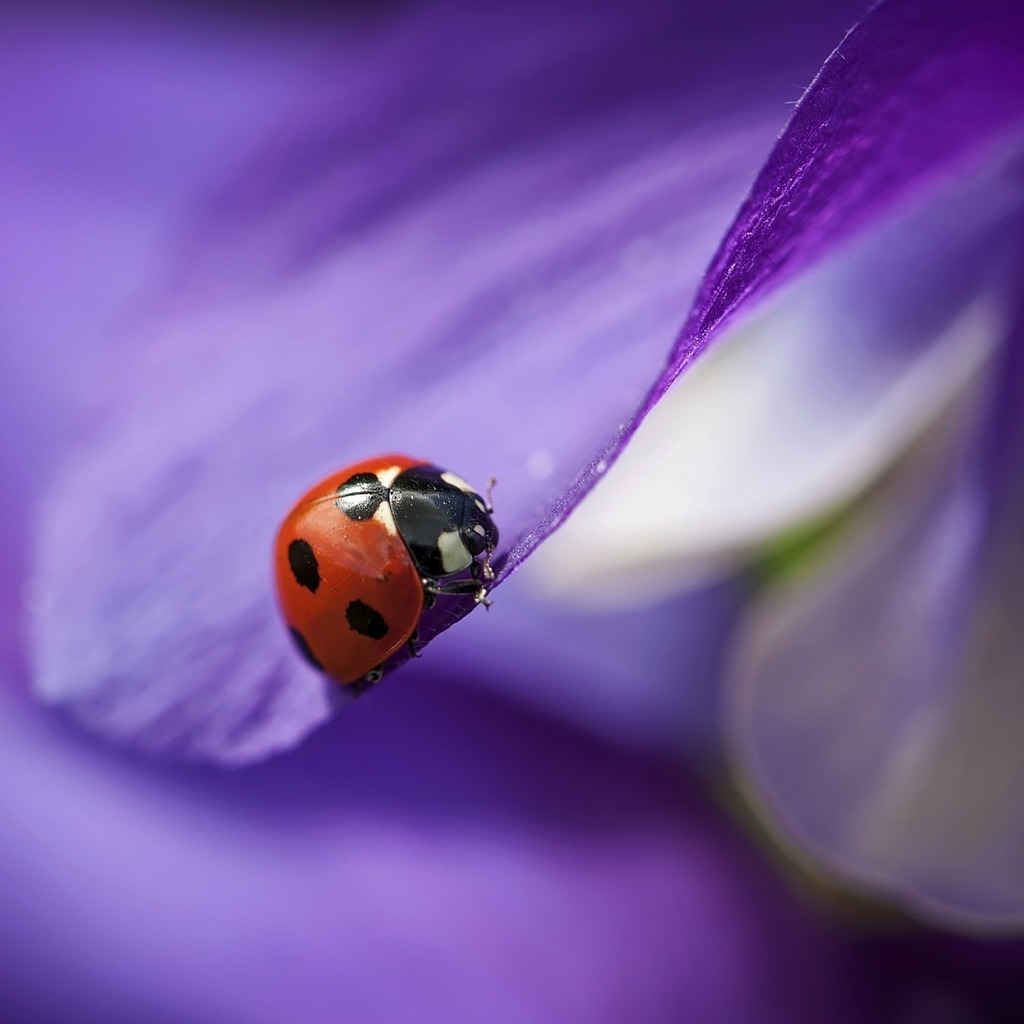 Ladybug on Purple Petal for 1024 x 1024 iPad resolution