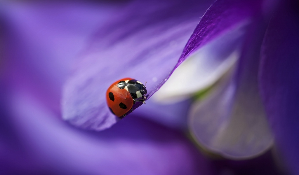 Ladybug on Purple Petal for 1024 x 600 widescreen resolution