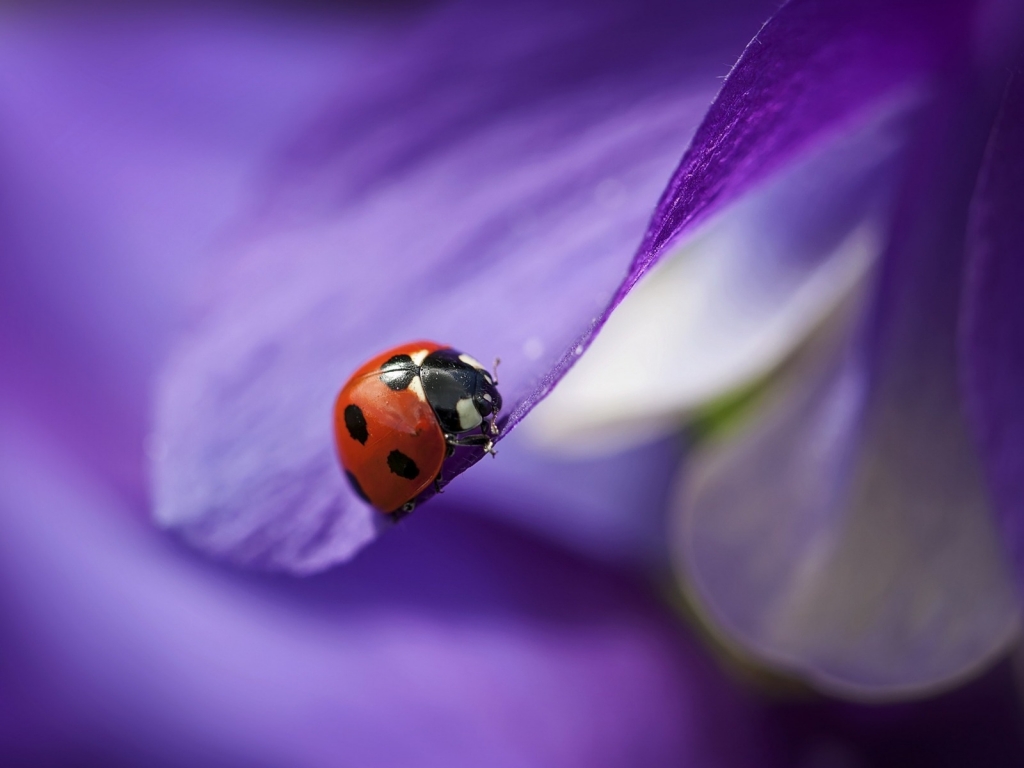 Ladybug on Purple Petal for 1024 x 768 resolution