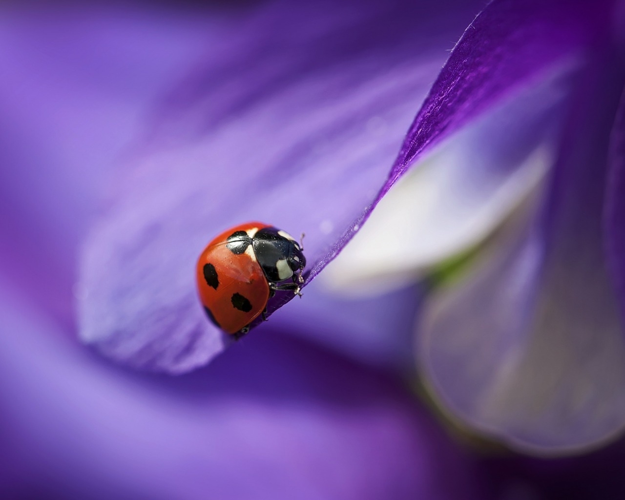 Ladybug on Purple Petal for 1280 x 1024 resolution