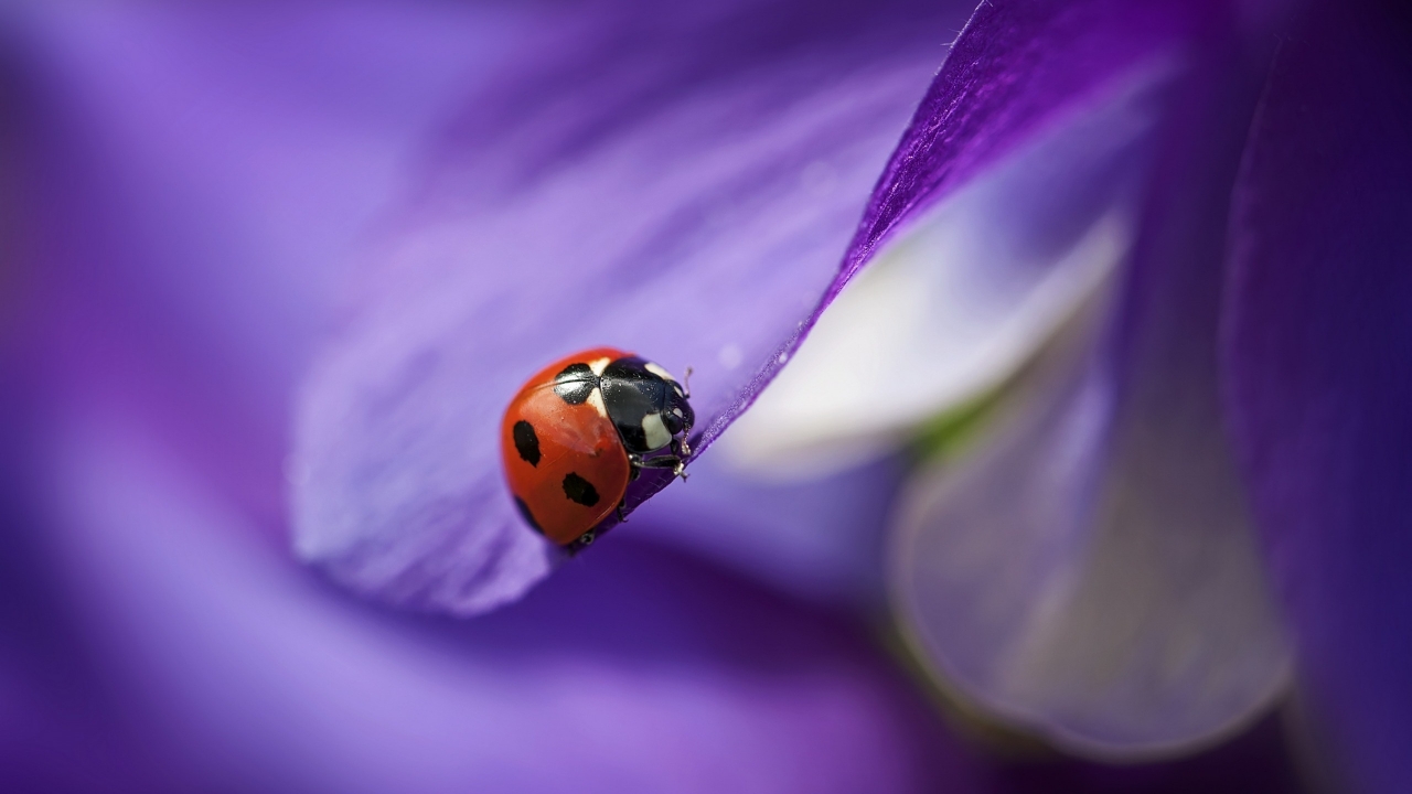 Ladybug on Purple Petal for 1280 x 720 HDTV 720p resolution