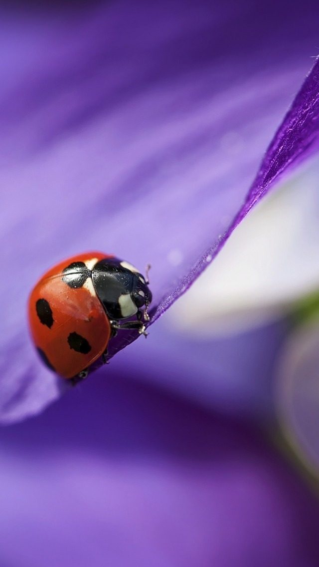 Ladybug on Purple Petal for 640 x 1136 iPhone 5 resolution
