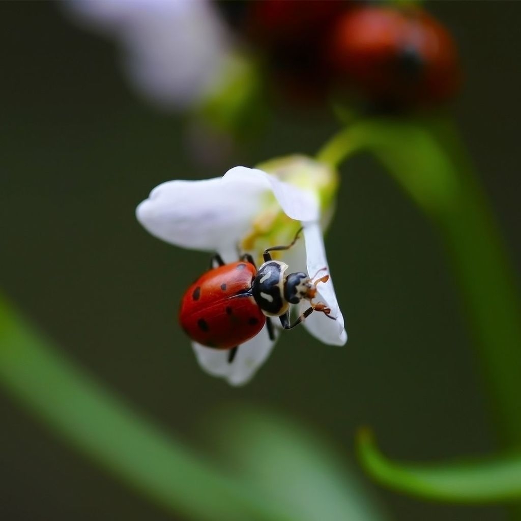 Ladybug on White Flower for 1024 x 1024 iPad resolution