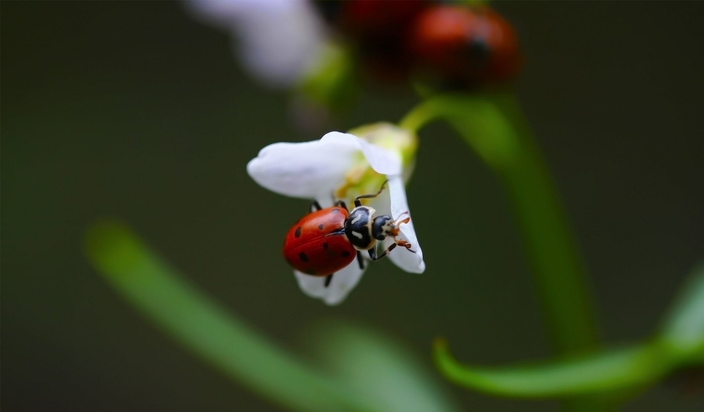 Ladybug on White Flower for 1024 x 600 widescreen resolution