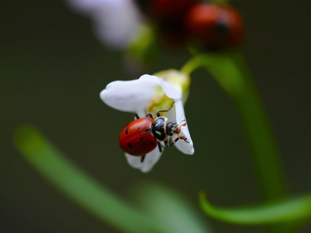 Ladybug on White Flower for 1024 x 768 resolution