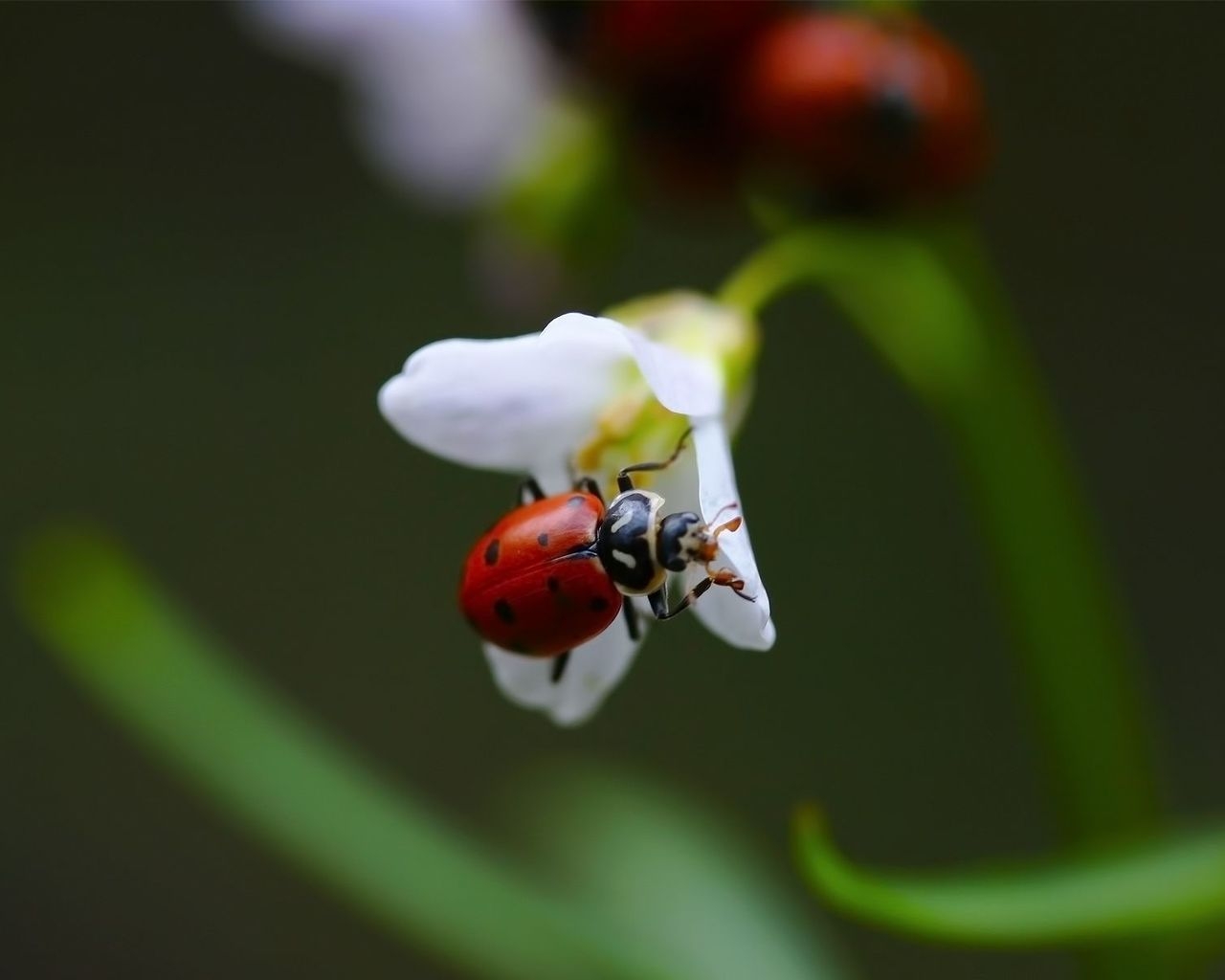 Ladybug on White Flower for 1280 x 1024 resolution