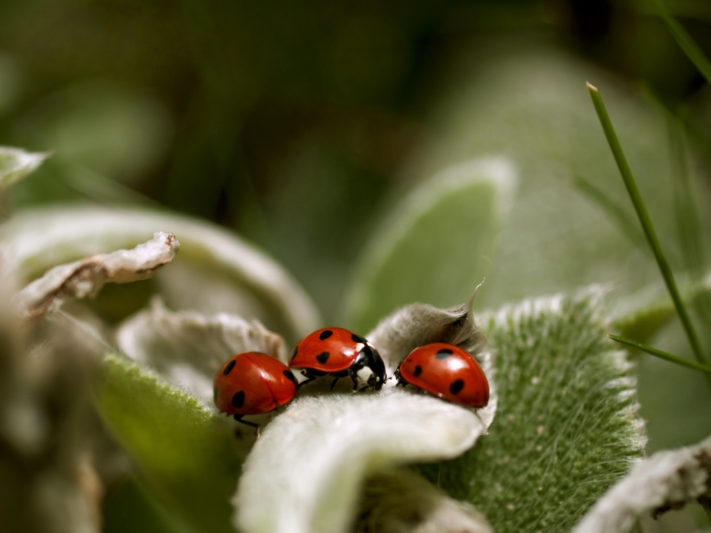 Ladybugs Close Up for 1024 x 768 resolution