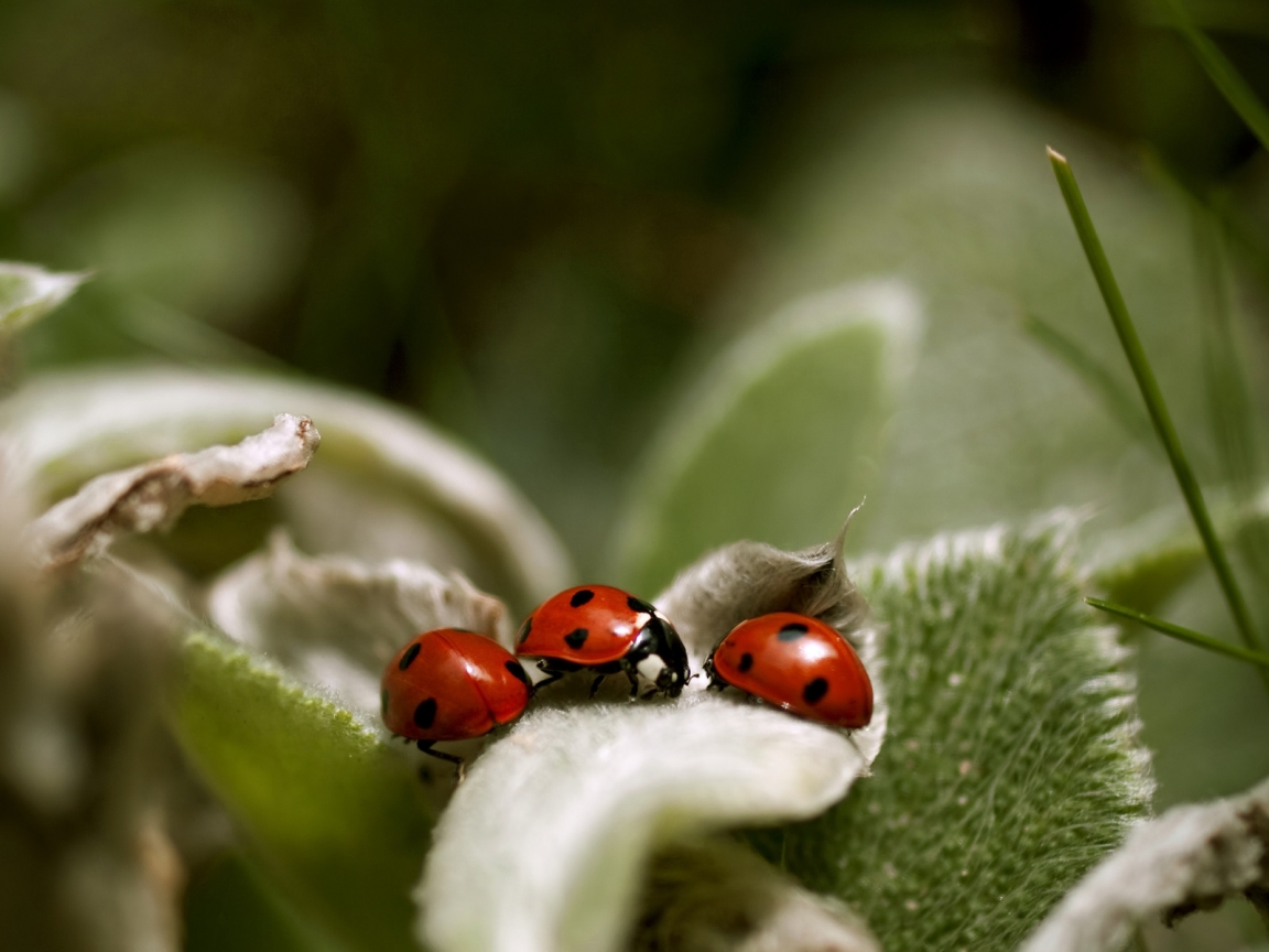 Ladybugs Close Up for 1152 x 864 resolution
