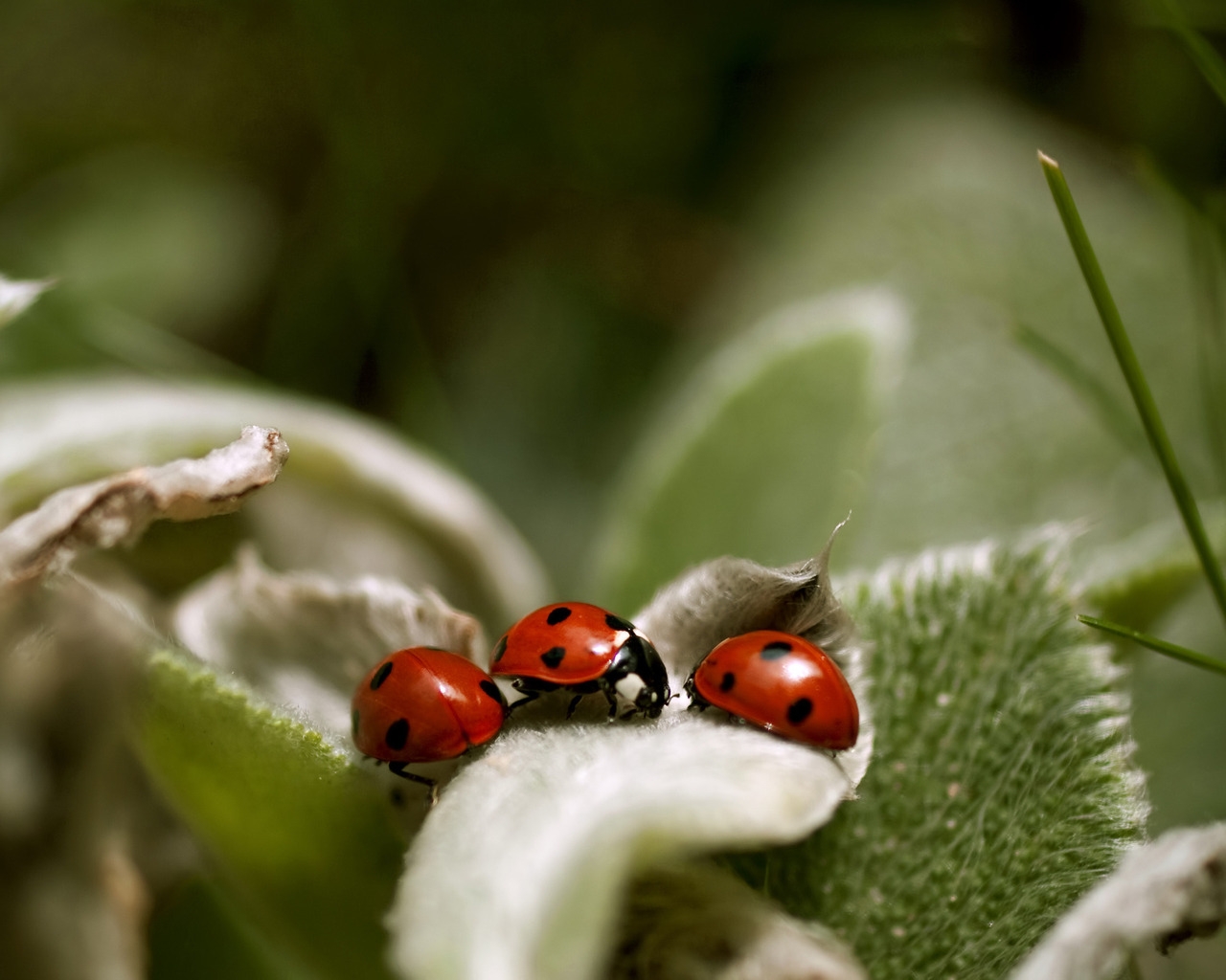 Ladybugs Close Up for 1280 x 1024 resolution