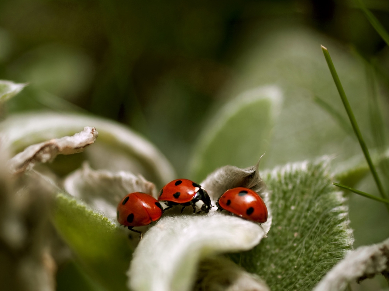 Ladybugs Close Up for 1280 x 960 resolution