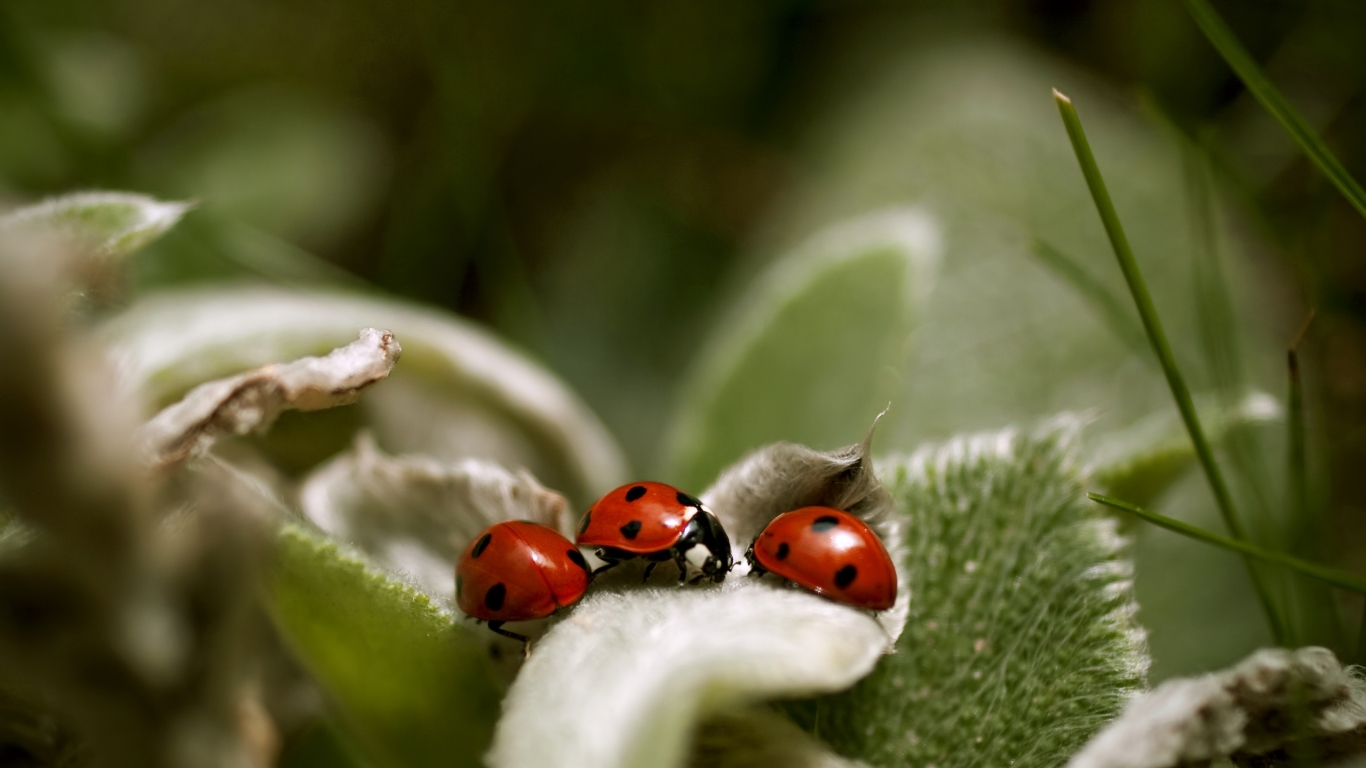 Ladybugs Close Up for 1366 x 768 HDTV resolution