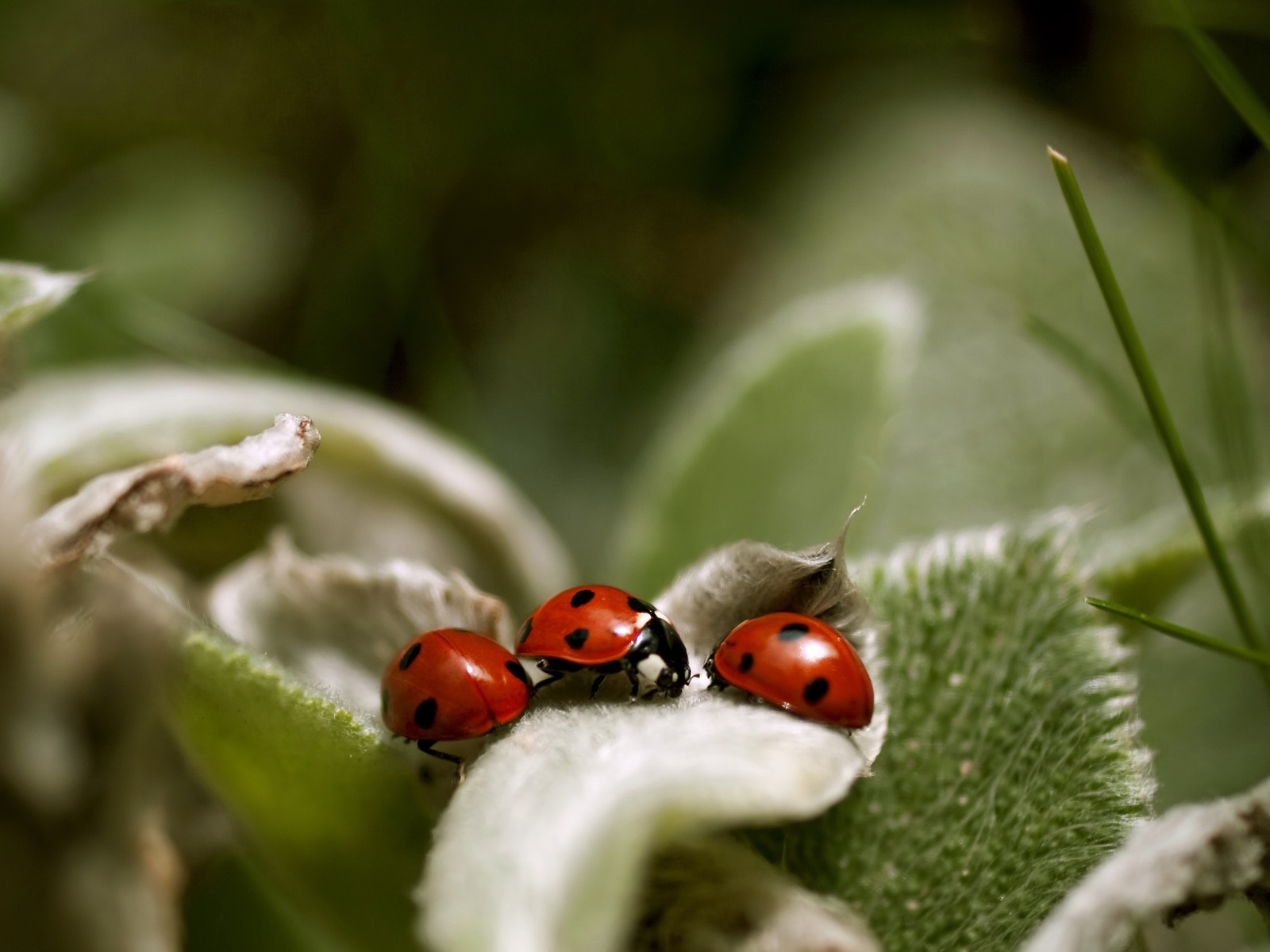 Ladybugs Close Up for 1600 x 1200 resolution