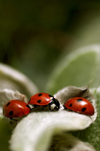 Ladybugs Close Up for 320 x 480 iPhone resolution