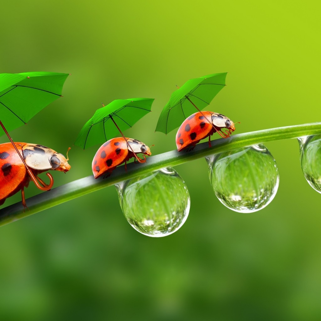 Ladybugs with Umbrellas for 1024 x 1024 iPad resolution