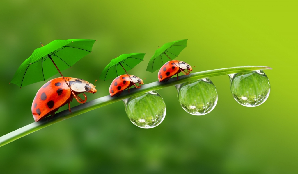 Ladybugs with Umbrellas for 1024 x 600 widescreen resolution