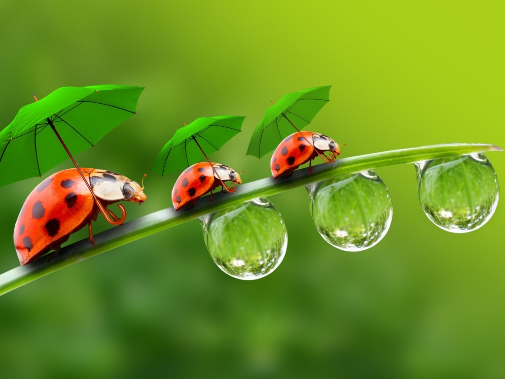 Ladybugs with Umbrellas for 1024 x 768 resolution