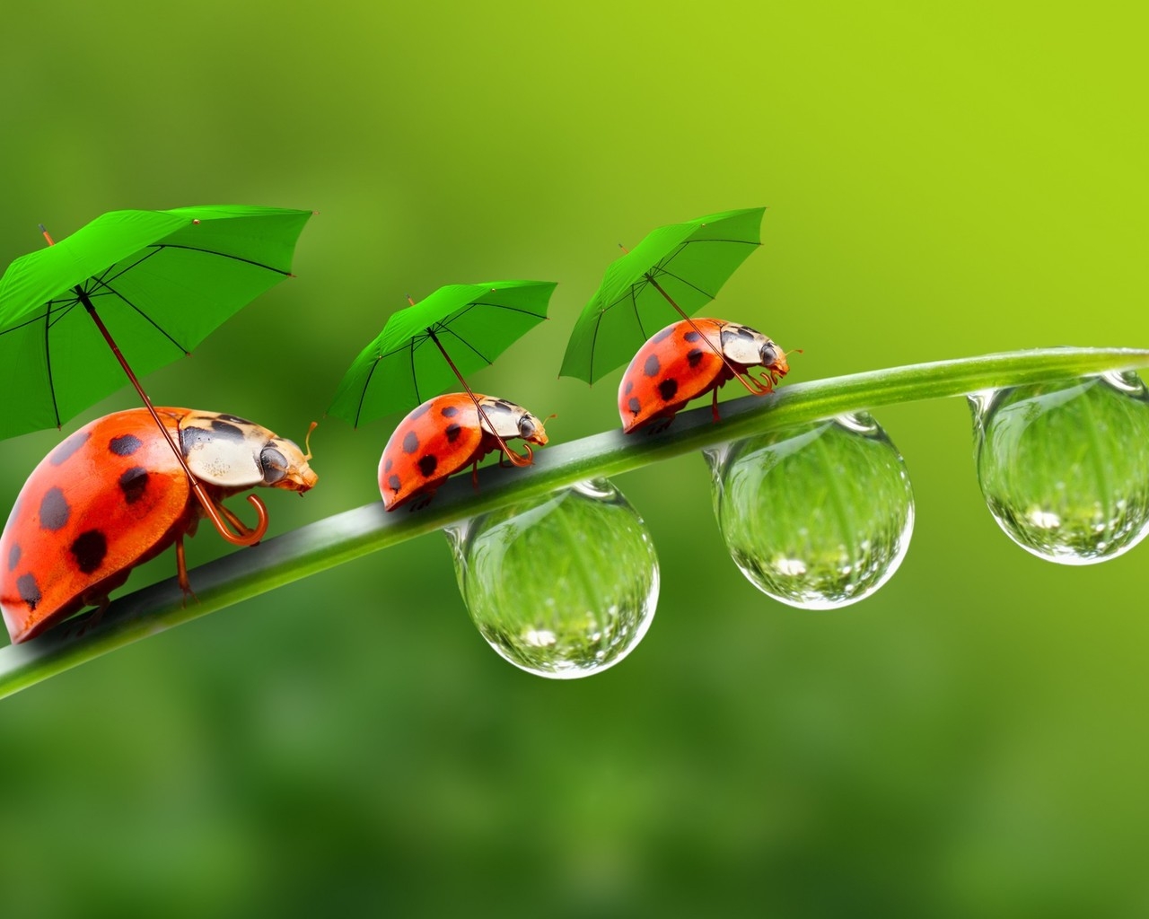 Ladybugs with Umbrellas for 1280 x 1024 resolution