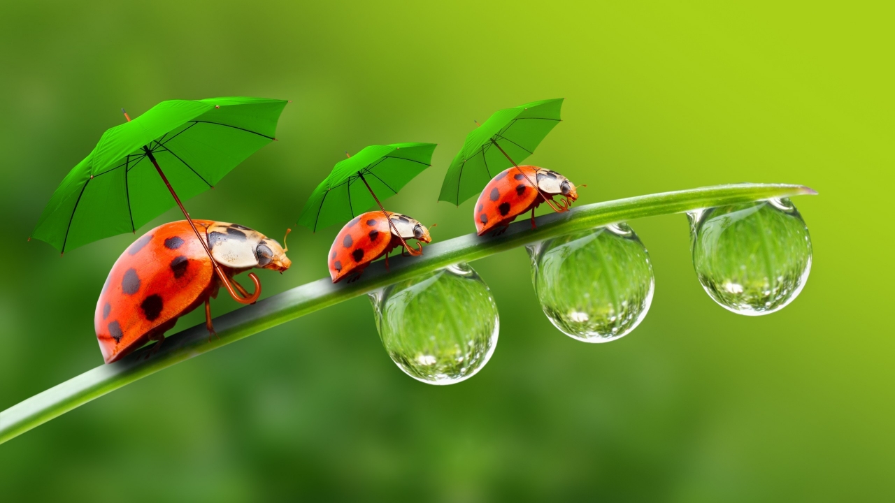 Ladybugs with Umbrellas for 1280 x 720 HDTV 720p resolution